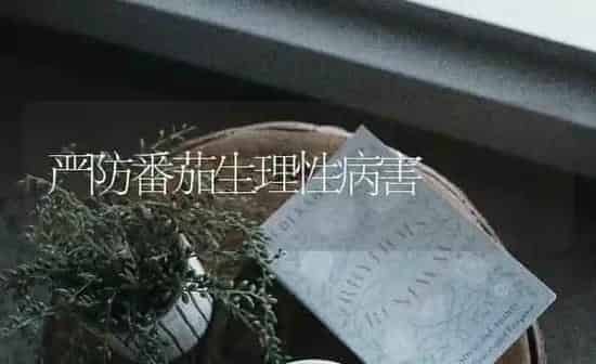 严防番茄生理性病害 | 养殖知识