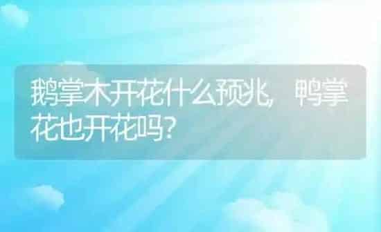 鹅掌木开花什么预兆,鸭掌花也开花吗？ | 养殖科普