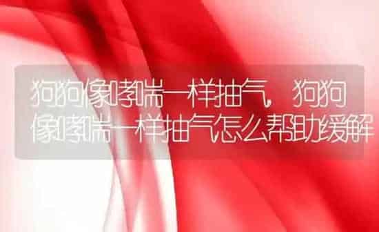 狗狗像哮喘一样抽气,狗狗像哮喘一样抽气怎么帮助缓解 | 养殖科普