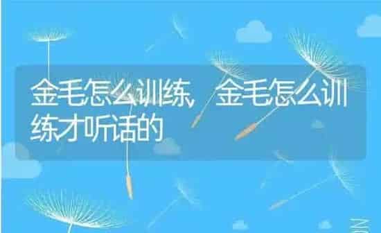 金毛怎么训练,金毛怎么训练才听话的 | 养殖资料