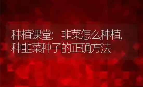 种植课堂:韭菜怎么种植,种韭菜种子的正确方法 | 养殖学堂