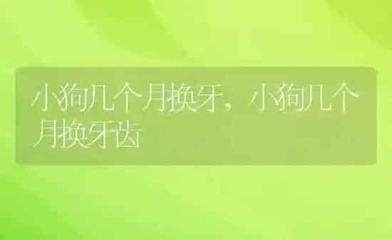 小狗几个月换牙,小狗几个月换牙齿 | 养殖资料