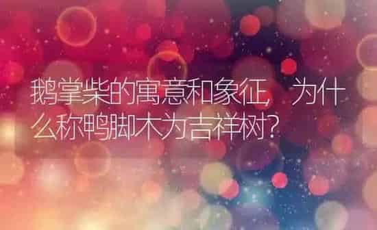 鹅掌柴的寓意和象征,为什么称鸭脚木为吉祥树？ | 养殖科普