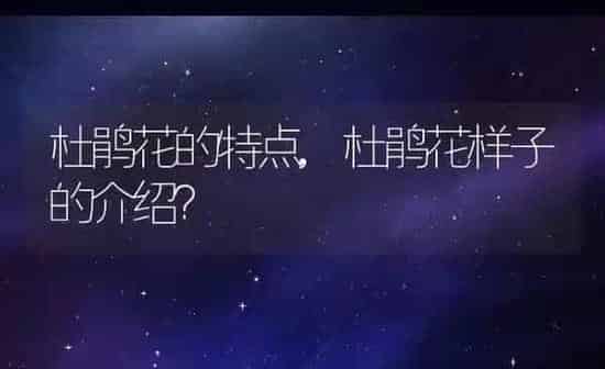 杜鹃花的特点,杜鹃花样子的介绍？ | 养殖学堂
