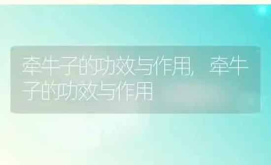 牵牛子的功效与作用,牵牛子的功效与作用 | 养殖科普
