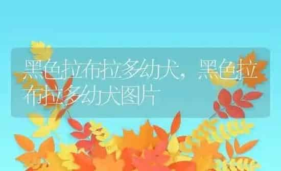 黑色拉布拉多幼犬,黑色拉布拉多幼犬图片 | 养殖科普