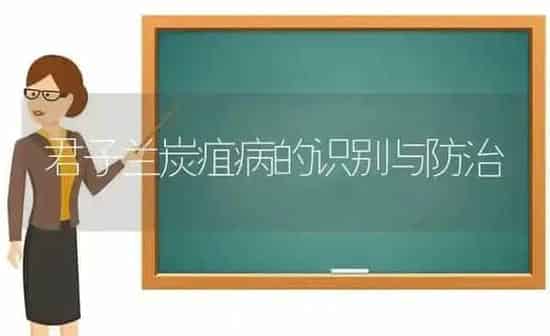 君子兰炭疽病的识别与防治 | 养殖知识