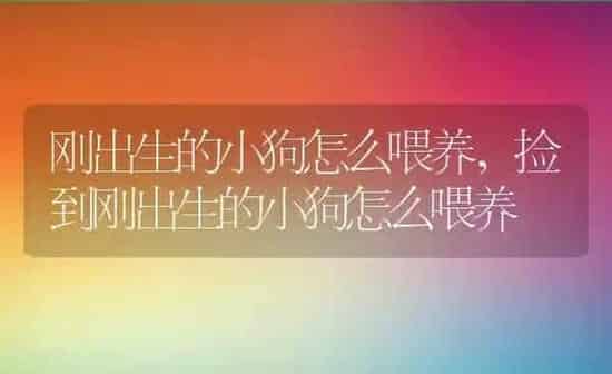 刚出生的小狗怎么喂养,捡到刚出生的小狗怎么喂养 | 养殖科普