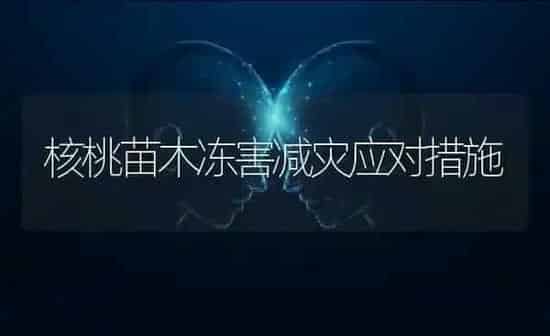 核桃苗木冻害减灾应对措施 | 养殖知识