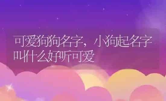 可爱狗狗名字,小狗起名字叫什么好听可爱 | 养殖科普