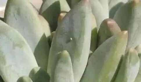 多肉植物杀手——玄灰蝶与纯黄白鬼伞的防治 | 三农知识