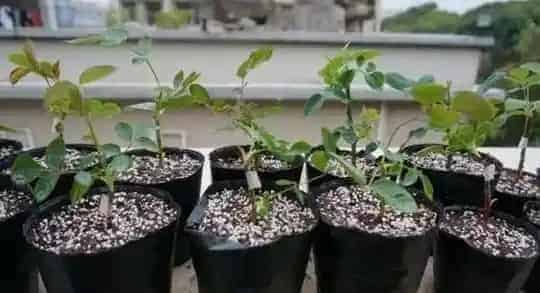 月季花怎么种,月季花如何养殖？