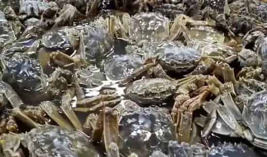 怎样选择优质河蟹苗 | 农广天地
