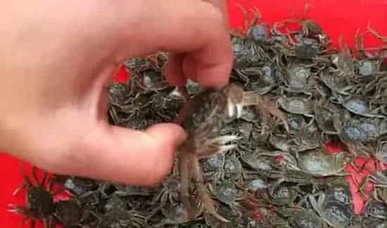 怎样选择优质河蟹苗 | 农广天地