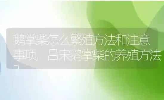 鹅掌柴怎么繁殖方法和注意事项,吕宋鹅掌柴的养殖方法？ | 养殖科普