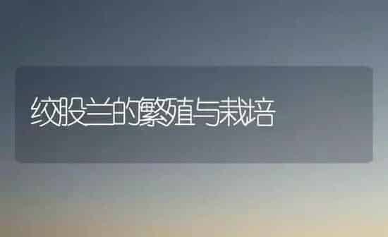 绞股兰的繁殖与栽培 | 养殖知识