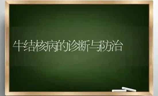 牛结核病的诊断与防治 | 养殖知识