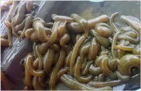 水蛭多少钱一斤？养殖前景如何 | 农广天地