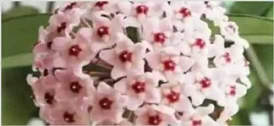 球兰花有毒吗 | 妙招大全