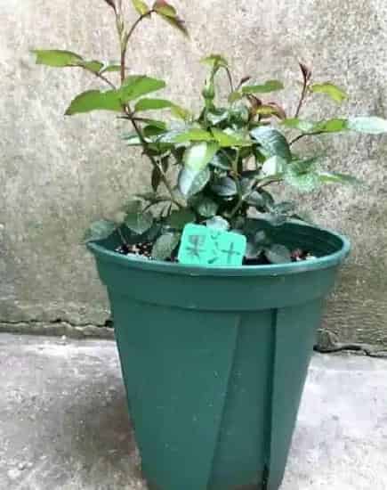 月季花怎么种,月季花如何养殖？
