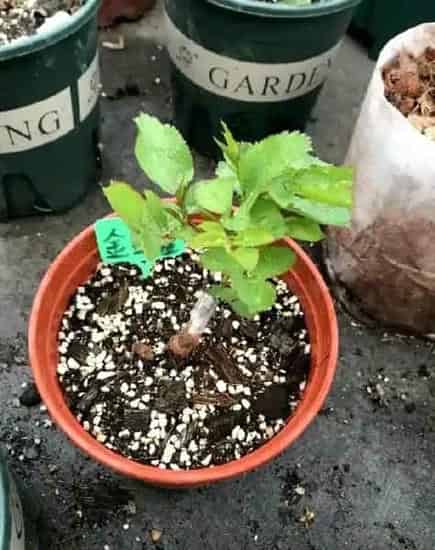 月季花怎么种,月季花如何养殖？