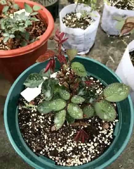 月季花怎么种,月季花如何养殖？