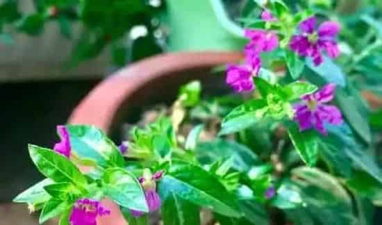 萼距花有毒吗 | 生活常识