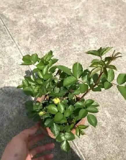 月季花怎么种,月季花如何养殖？