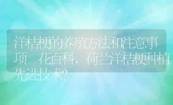 洋桔梗的养殖方法和注意事项–花百科,荷兰洋桔梗种植先进技术? | 养殖科普