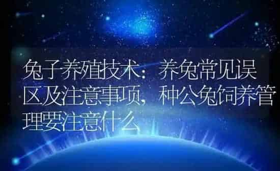 兔子养殖技术:养兔常见误区及注意事项,种公兔饲养管理要注意什么 | 养殖学堂