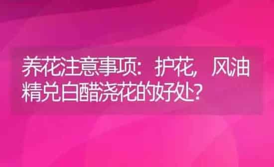 养花注意事项:护花,风油精兑白醋浇花的好处？ | 养殖科普