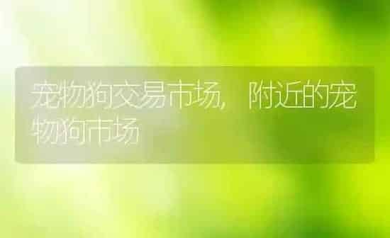 宠物狗交易市场,附近的宠物狗市场 | 养殖科普