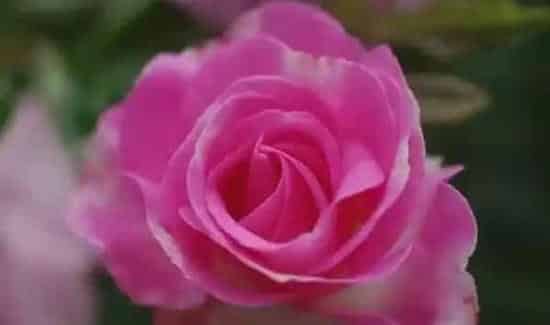 月季花怎么种,月季花如何养殖？
