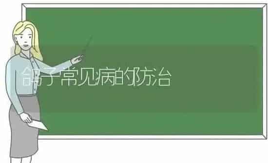 鸽子常见病的防治 | 养殖知识