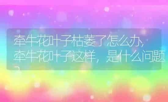 牵牛花叶子枯萎了怎么办,牵牛花叶子这样，是什么问题？ | 养殖科普