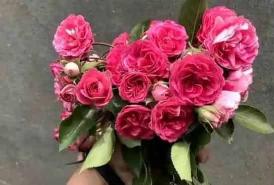 月季花怎么种,月季花如何养殖？