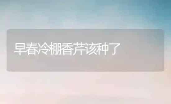 早春冷棚香芹该种了 | 养殖技术大全
