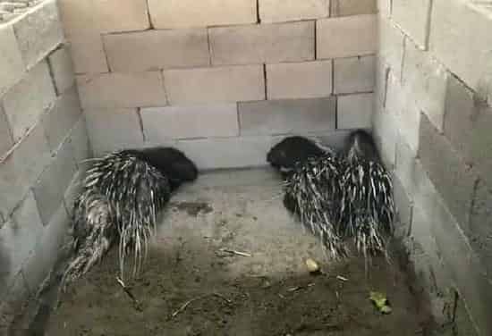 豪猪养殖成本是多少 | 常识大全