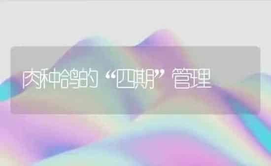 肉种鸽的“四期”管理 | 养殖知识