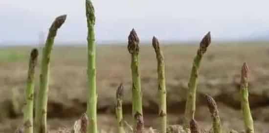 懒人蔬菜芦笋种植生长环境要求 | 农广天地