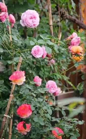 月季花怎么种,月季花如何养殖？