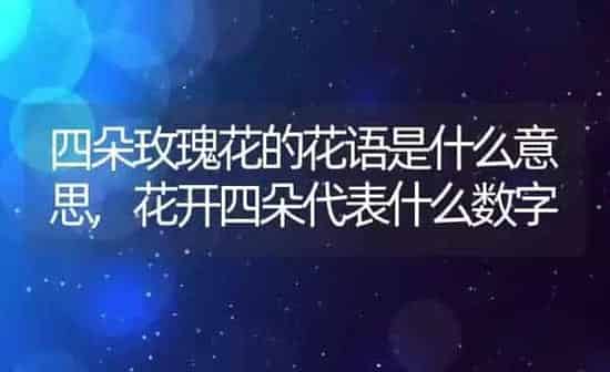 四朵玫瑰花的花语是什么意思,花开四朵代表什么数字 | 养殖学堂