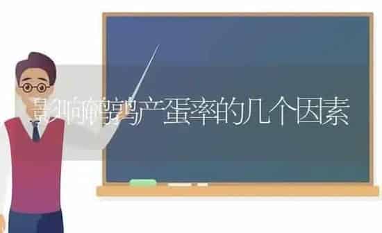 影响鹌鹑产蛋率的几个因素 | 养殖技术大全