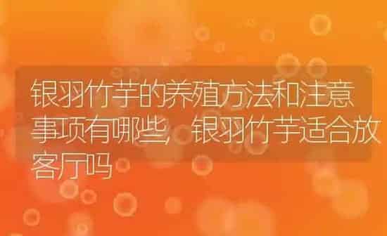 银羽竹芋的养殖方法和注意事项有哪些,银羽竹芋适合放客厅吗 | 养殖学堂