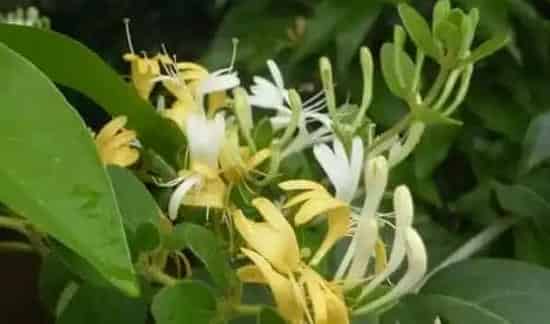 金银花什么时候采 | 农广天地