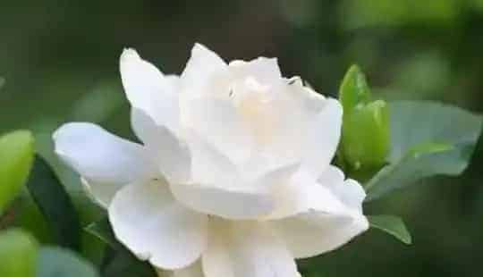 栀子花多久浇一次水,栀子花多久浇一次？