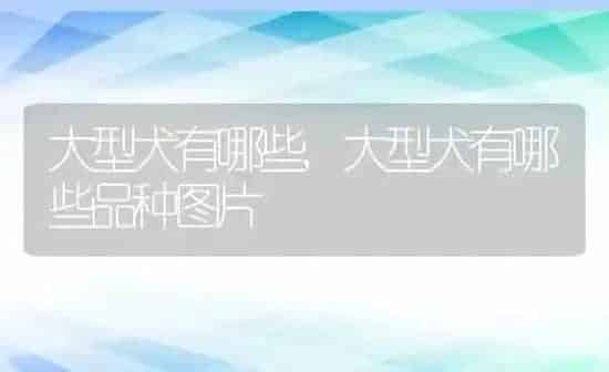 大型犬有哪些,大型犬有哪些品种图片 | 养殖资料
