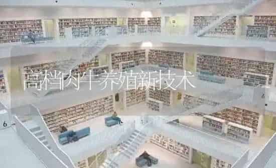 高档肉牛养殖新技术 | 养殖知识