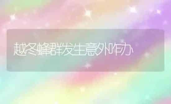 越冬蜂群发生意外咋办 | 养殖知识