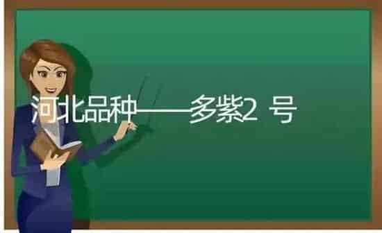 河北品种——多紫2号 | 养殖技术大全